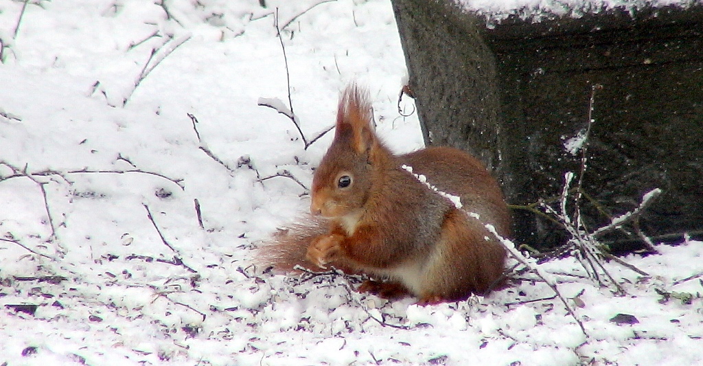 ecureuil dans la neige