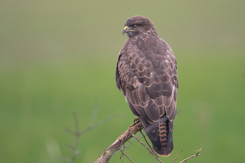 buse variable DX5_1736