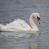 cygne 1-1089