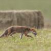 renard 1-1425