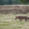 renard 1-1446