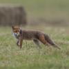 renard 1-1454