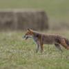 renard 1-1455