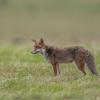 renard 1-1466