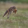 renard 1-1492