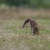 renard 1-1493