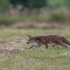 renard 1-1516