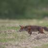 renard 1-1517