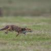 renard 1-1530