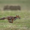 renard 1-1532
