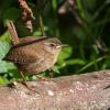 troglodyte mignon 1-3046