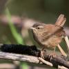 troglodyte mignon 1-3051