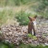 jeune renard 1-3639