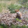 jeune renard 1-3642