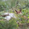 jeune renard 1-3649