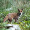 jeune renard 1-3651