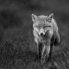 renard roux 1-4357-nb