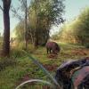 sanglier devant mon affut 20170902_094103