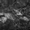 renard roux 27082016-1-3649