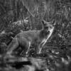 renard roux 27082016-1-3651