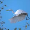 grande aigrette