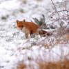 renard a l'affut dans la neige 1