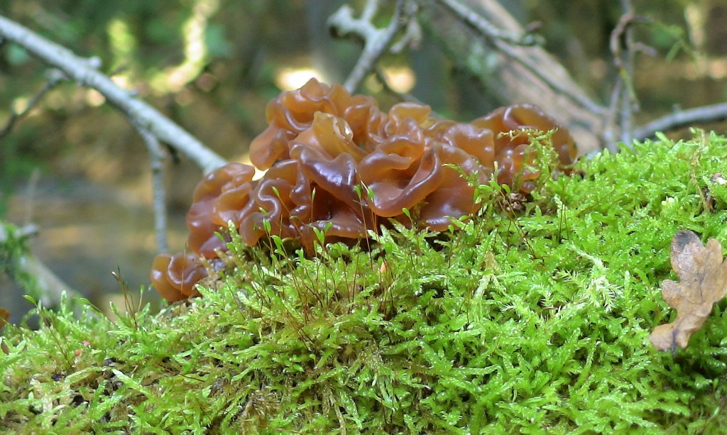 champignon sur mousse des bois