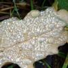 feuille de chene sous la rosée