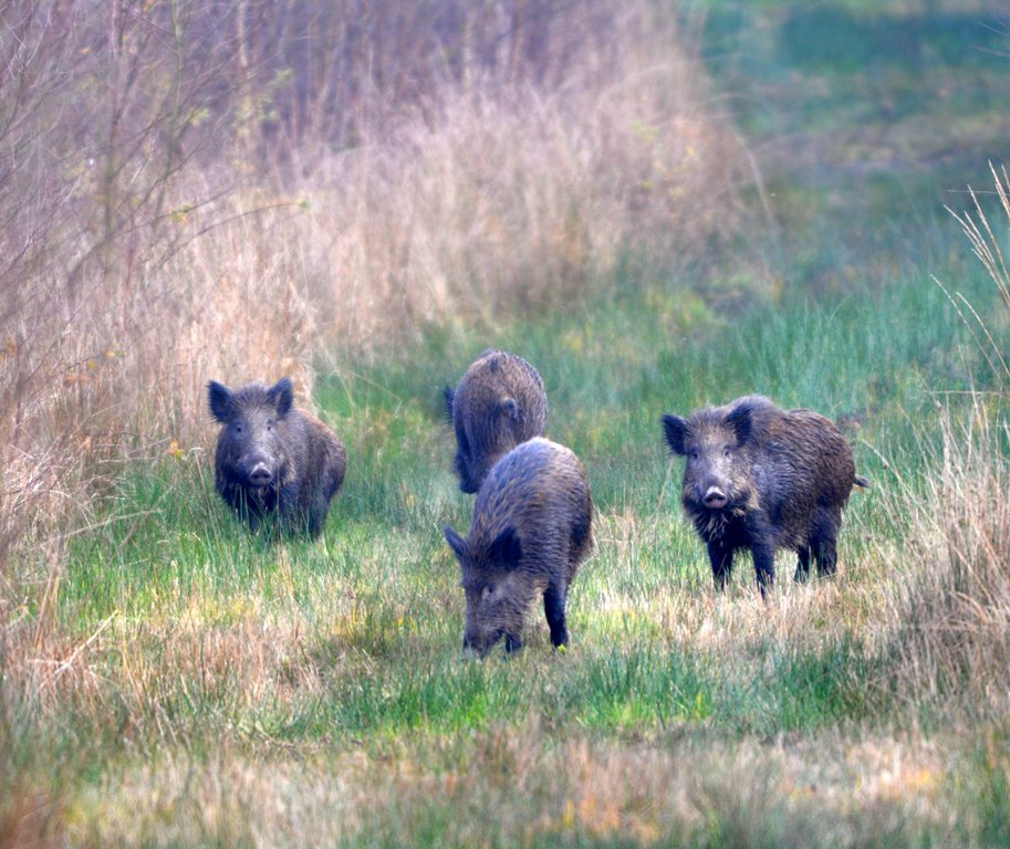 une petite troupe de sanglier