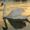 cygne