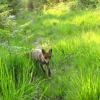 jeune renard en balade 2