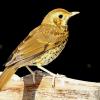 pipit des arbres
