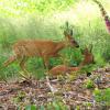 couple de chevreuils en sous bois