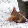 ecureuil dans la neige