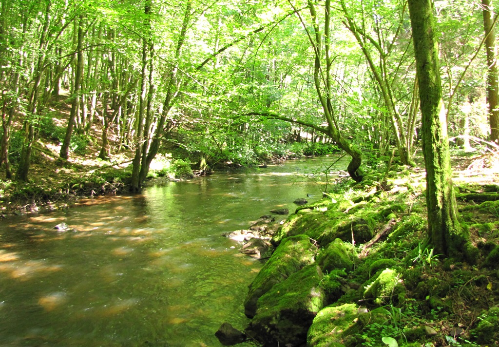 l'eau noir traversant la foret