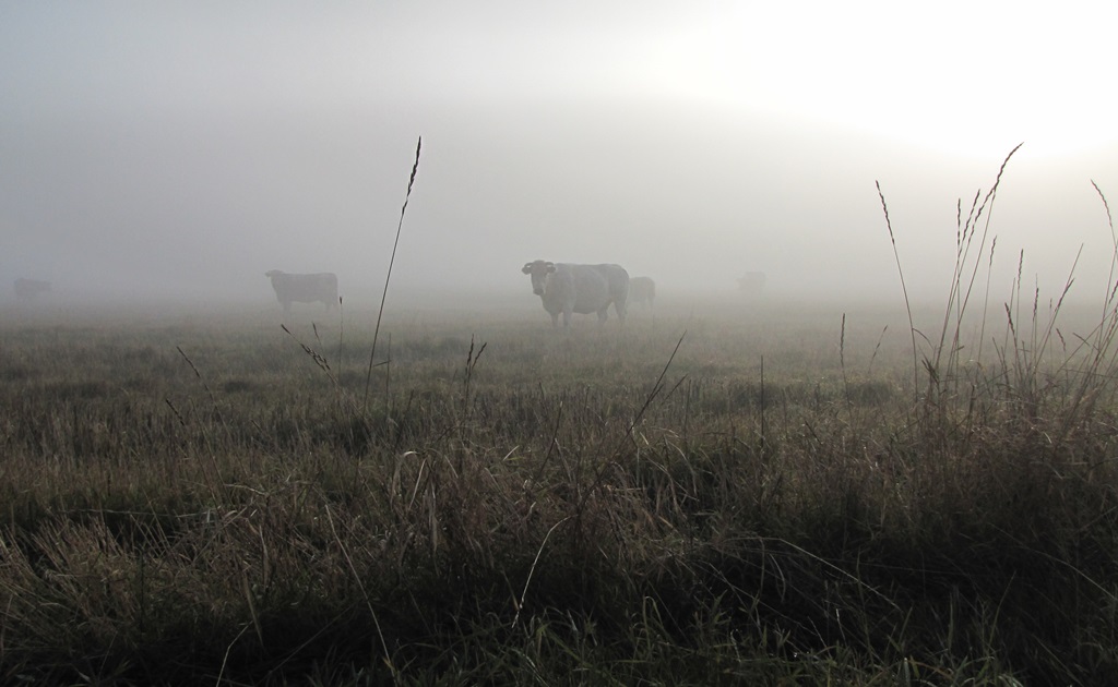 vaches dans la brume