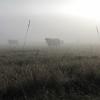 vaches dans la brume