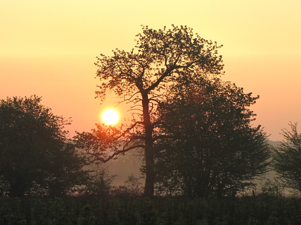 levé de soleil au dessus du bois