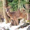 chevreuil sortant de la sapiniere
