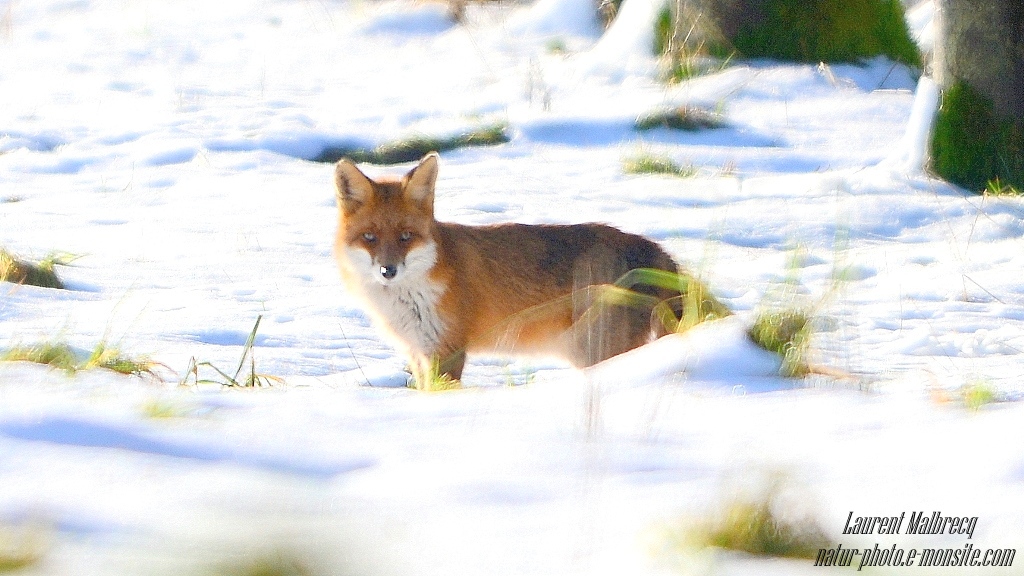 renard surgit dans la neige