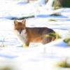 renard surgit dans la neige