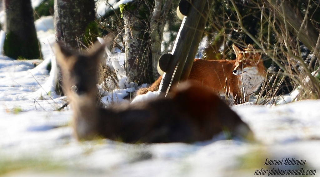 renard passe derriere le chevreuil qui se repose