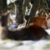 renard passe derriere le chevreuil qui se repose