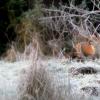 renard dans le givre au loint