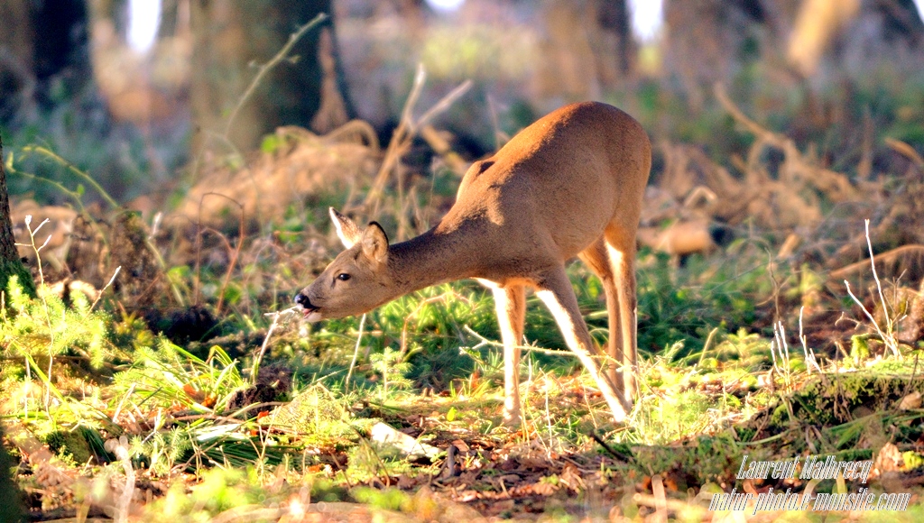 chevreuil deguste une ronce en hiver