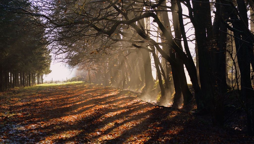 brume matinale dans l'allée de chenes