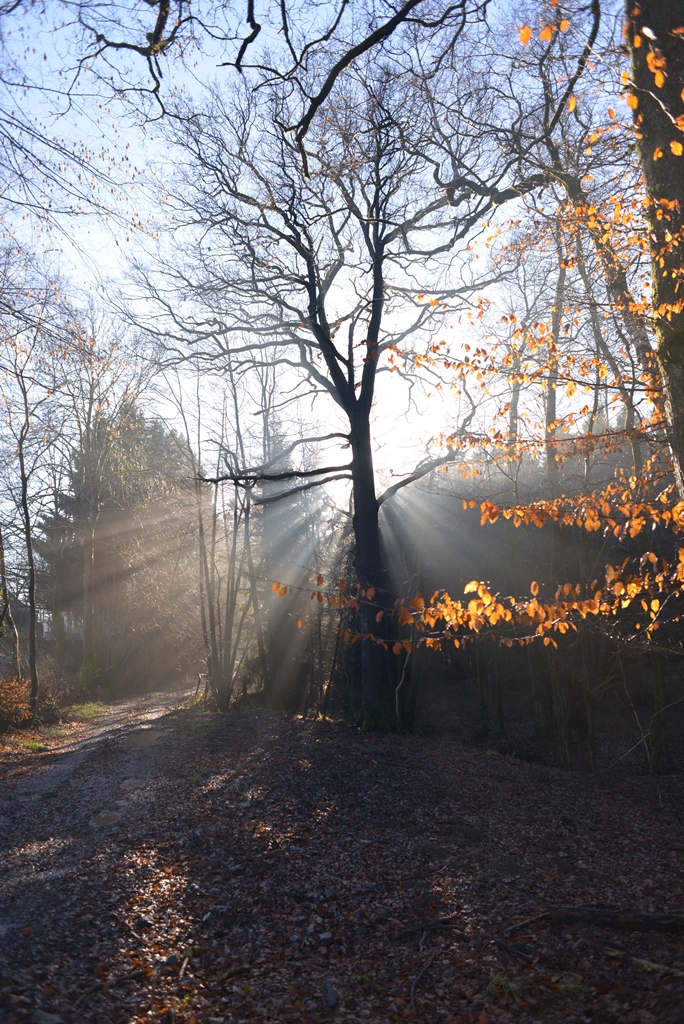 chene dans la brume du matin