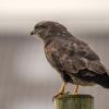 buse variable D81_0319