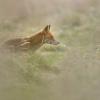 renard D81_0633