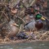 canard colvert D81_0729